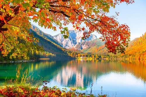 Foto: Gelbe Herbstbäume am Ufer eines Sees